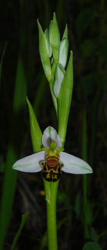 Orchidee dell''IBA - Fiume Biferno (CB)